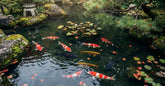 Carpes koi colorees nageant dans un bassin de jardin japonais, symbole de perseverance