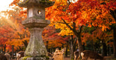 Cerfs sika devant une lanterne de pierre dans le parc de Nara à l'automne