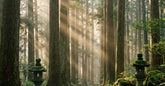 Sentier de forêt japonaise baigné de lumière filtrée entre de grands cèdres